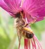 Osmia sp.